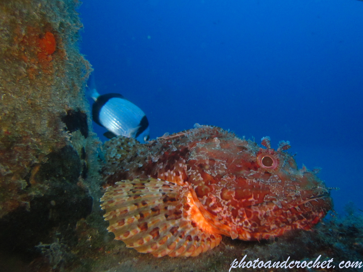 Scorpionfish - Image